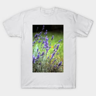 The lavender T-Shirt